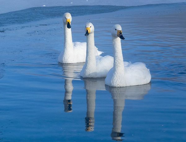 Goff, Ellen 아티스트의 Japan-Hokkaido Three whooper swans swim in the warm thermal edge of the frozen lake작품입니다.